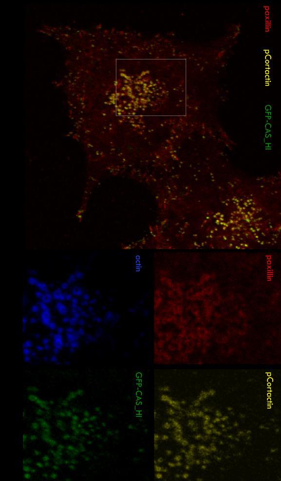 % GFP-Hl localization cells were transiently transfected with long variant of CCH domain and stained for phosphorylated cortactin that served as a marker of podosomes and for paxillin (marker of
