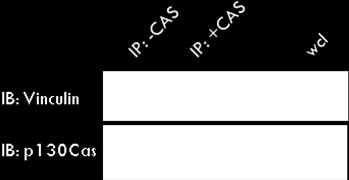 A) B) Figure 5.9 CAS SH3 domain associates with vinculin and the interaction is not mediated by FAK. (A) Specificity of CAS-SH3/Vcl interaction was verified by IP of full length CAS.