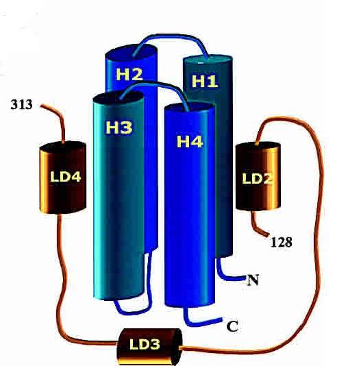 either of the hydrophobic patches at the same time is sufficient for paxillin binding (Bertolucci et al., 2005; Hayashi et al., 2002) (Figure 6.1). Figure 6.