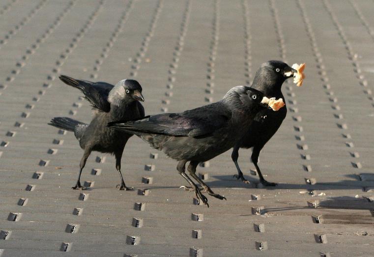 Populace kavky obecné (Corvus monedula) v aglomeraci Havlíčkův Brod Pobočka České společnosti ornitologické na Vysočině Mgr. Petra Hulvová Obsah 1. Kavka obecná (Corvus monedula)... 3 1.1. Rozšíření a početnost v ČR.