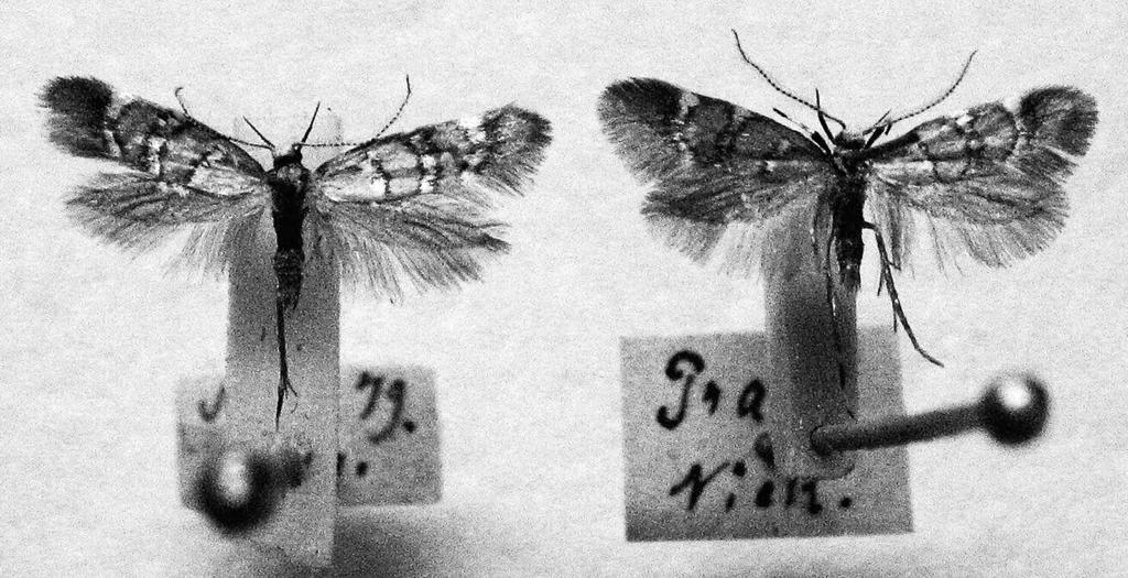 4 5 do té doby v Čechách. Napsal také více prací o broucích, včetně popisů dvou no - vých druhů nosorožíků (v atraktivním rodu Goliathus popsal r. 1887 druh G.