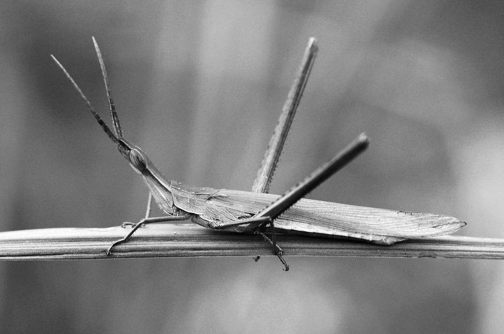 Jejich vokalizační a bioindikační možnosti zaujaly kromě milovníků přírody i profesionální biology, zoology a ekology, a právě kvůli tomu jsou nyní rovnokřídlí využíváni v různých biologických a
