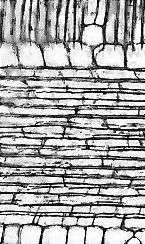 Tile cells 111.