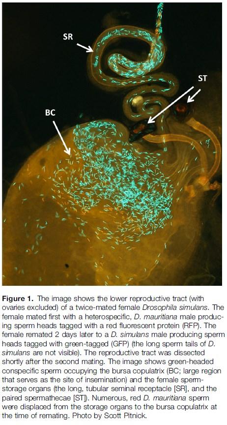 Postmating, prezygotic isolating bariers Noncompetitive isolation Poor movement, viability or storage of sperm in foreign