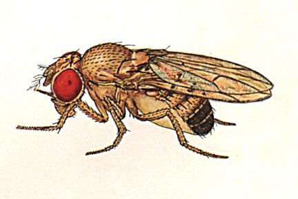 Drosophila Při kopulaci předá kromě spermií i přibližně 83 proteinů Dvakrát větší diversita než jiné proteiny Drosophily Protein přídatné žlázy Acp26Aa jeden z proteinů s