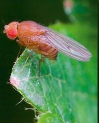 Drosophila OdsH Hmr
