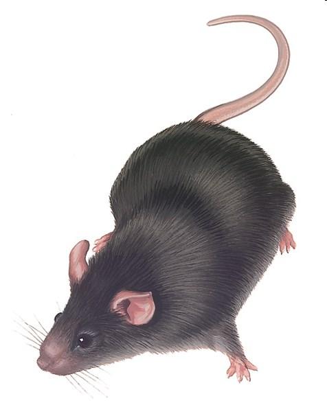 Prdm9 Normální (ne