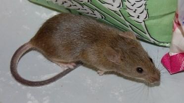 Laboratoře