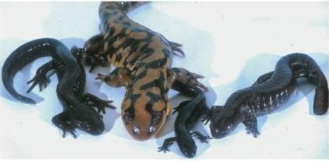 Ambystoma kombinace genomu až 4 druhů
