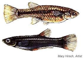 Genomic exclusion Hybridogeneze Jen mezidruhoví hybridi Hybridi diploidní Haploidní genom jednoho druhu zničen při gametogenezi (nebo dříve) Poeciliopsis monacha Poeciliopsis (živoroděnky) hybridi:
