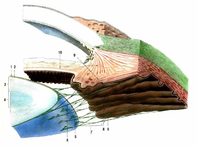 4.1.2 Řasnaté tělísko (corpus ciliare) Řasnaté tělísko je na průřezu tvořeno trojúhelníkovitým prstencem, který je umístěn při zevním okraji duhovky a vzadu přechází do cévnatky.