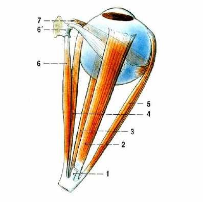 Obr. 7 Pohled shora na okohybné svaly (2) Obr. 8 Směry tahu okohybných svalů (2) 1 m. levator palpebrae superior (odříznutý), 2 m. rectus superior (r. s.), 3 m. rectus inferior (r. i.), 4 m.