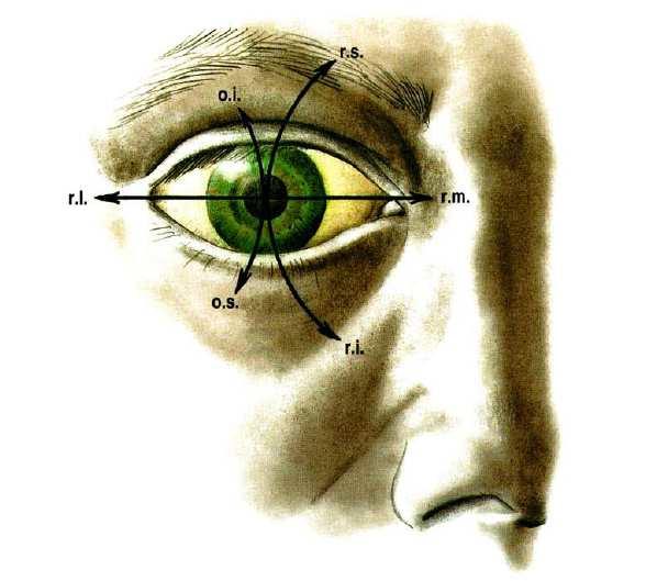 1 Funkce okohybných svalů Oči se pohybují kolem tří hlavních os rotace: 1. Horizontální zajištění pohybů směrem nahoru (elevace) a dolu (deprese). 2.