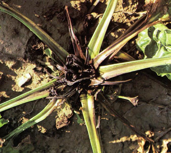 Vliv různých dávek bóru na výnos a kvalitu vysoce kvalitních odrůd cukrové řepy EFFECT OF VARIOUS RATES OF BORON ON YIELD AND QUALITY OF HIGH-GRADE SUGAR BEET VARIETIES Suzana Kristek 1, Ivo Rešić 2,