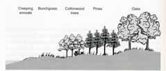 Disturbance = Nemesis of succession? Tradiční příklady primární sukcese (Cowles 1899, 1901) 1.