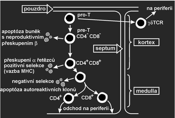 LYMFOCYTŮ nediferencovaný progenitor - migruje do korové vrstvy thymu pro-t progenitor - pod vlivem Il-7 získává znaky T buňky pre-t lymfocyt dvojitě negativní - CD4 - CD8 - transkripce genů pro CD3