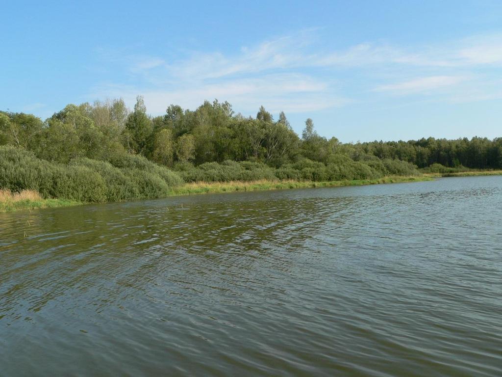 9. Mokřadní vrbiny