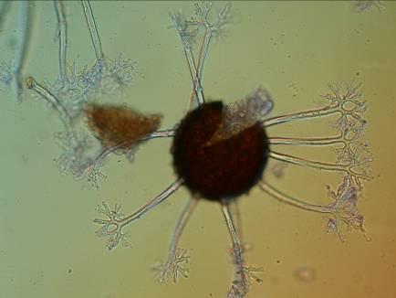 thunbergii mycelium na listech, stoncích i