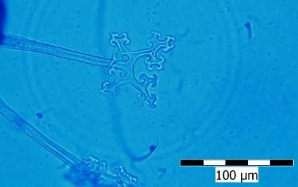 mycelium zanikající, nevýrazné