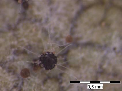 Phyllactinia