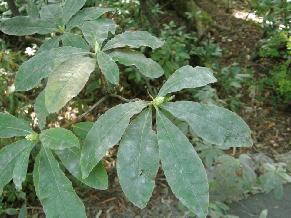 Erysiphe azaleae (syn.