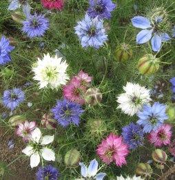 Kvetou od června do září, výborně se hodí pro pěstování na záhonech v zahradách i ve veřejné zeleni, vhodné i pro řez 