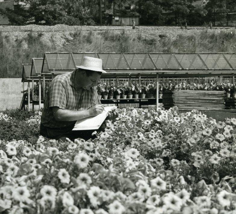 Produkční porosty petúnií určené k výrobě osiv František (1896 1968) a Marie (1903 1987) Černí klasifikují begónie, r.