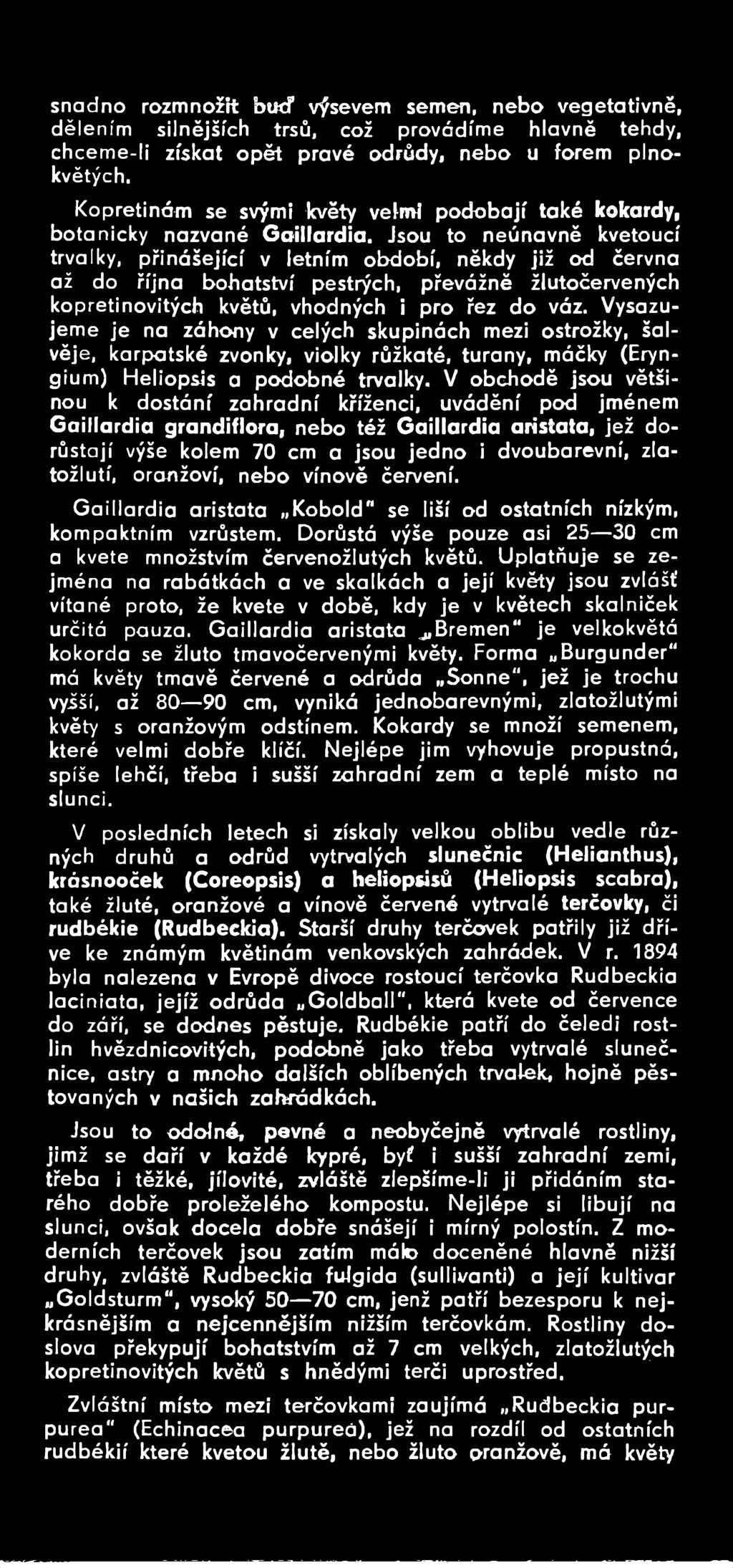V obchodě jsou většinou k dostání zahradní kříženci, uvádění pod jménem Gaillardia grandiflora, nebo též Gaillardia aristata, jež dorůstají výše kolem 70 cm a jsou jedno i dvoubarevní, zlatožlutí,