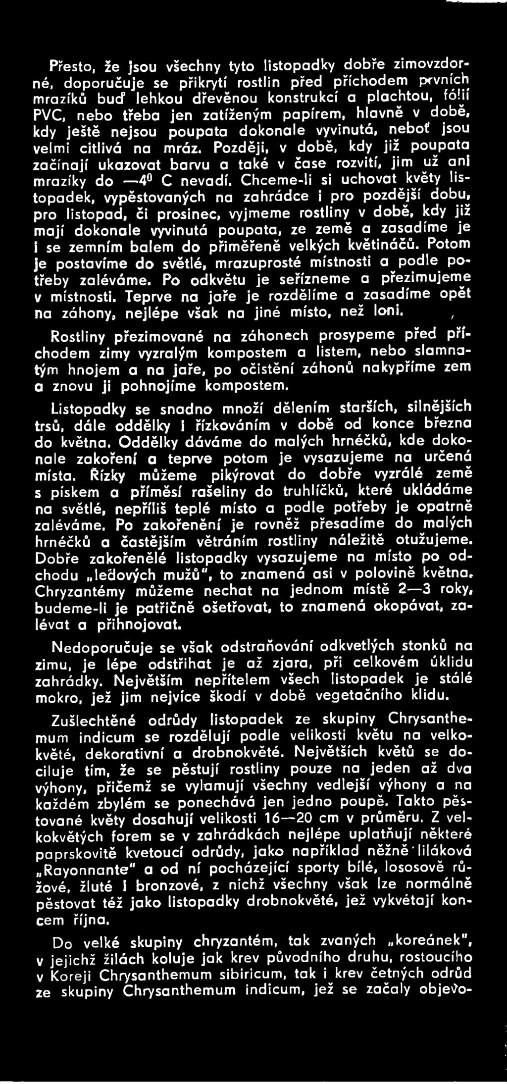 i se zemním bálem do přiměřeně velkých květináčů. Potom je postavíme do světlé, mrazuprosté místnosti a podle potřeby zaléváme. Po odkvětu je seřízneme a přezimujeme v místnosti.