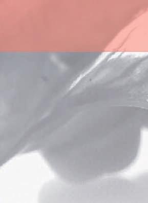Odstíny růžová žilkovaná (V4) růžová (T4) mléčná růžová
