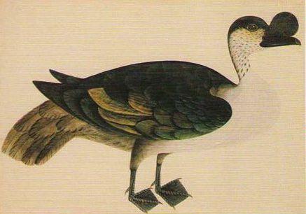 Kačer, Company