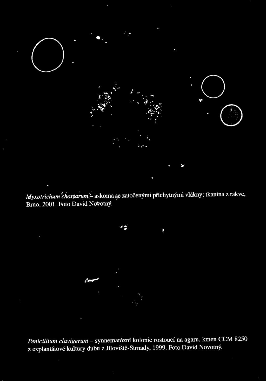Penicillium clavigerum - synnemat6zni kolonie