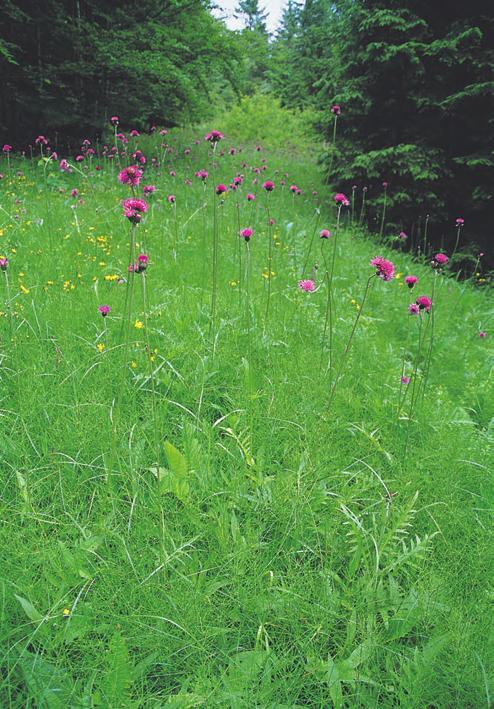 Diagnostické druhy: Cirsium rivulare, Cruciata glabra, Dactylorhiza majalis, Lychnis flos-cuculi Konstantní druhy: Alchemilla vulgaris s. lat.