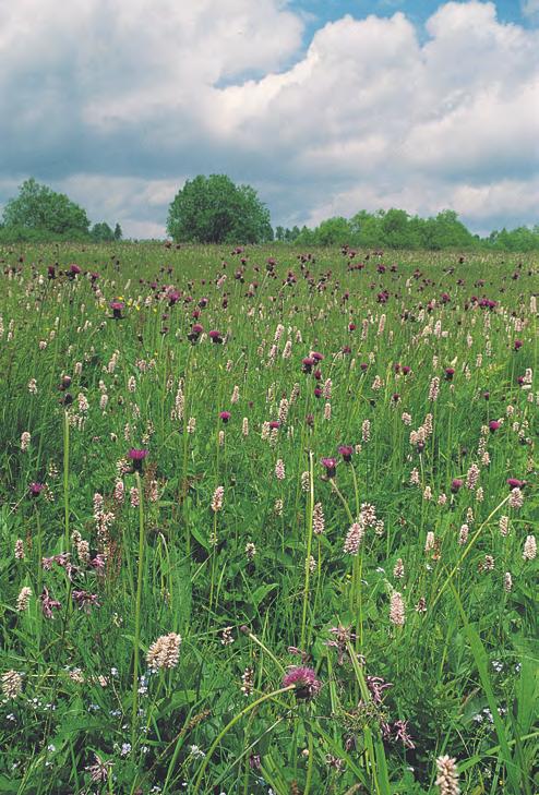 Calthion palustris Struktura a druhové složení. Vlhké louky s pcháčem potočním (Cirsium rivulare) jsou vyvinuty zpravidla jako vícevrstevná vegetace s dominantními travami a širokolistými bylinami.