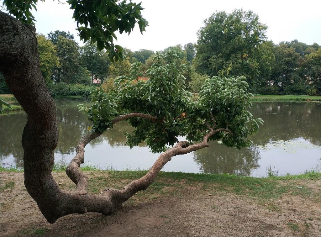 Podporované aktivity Zakládání a obnova funkčně