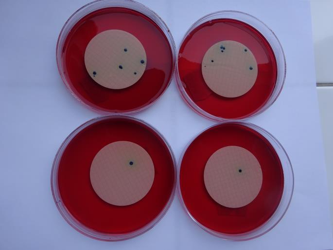 Termotolerantní koliformní bakterie a E. coli: Při stanovení E. coli na CCA nebyl typ agaru (výrobce) při hodnocení zohledňován zejména proto, že ne všichni účastníci tento údaj uvedli.