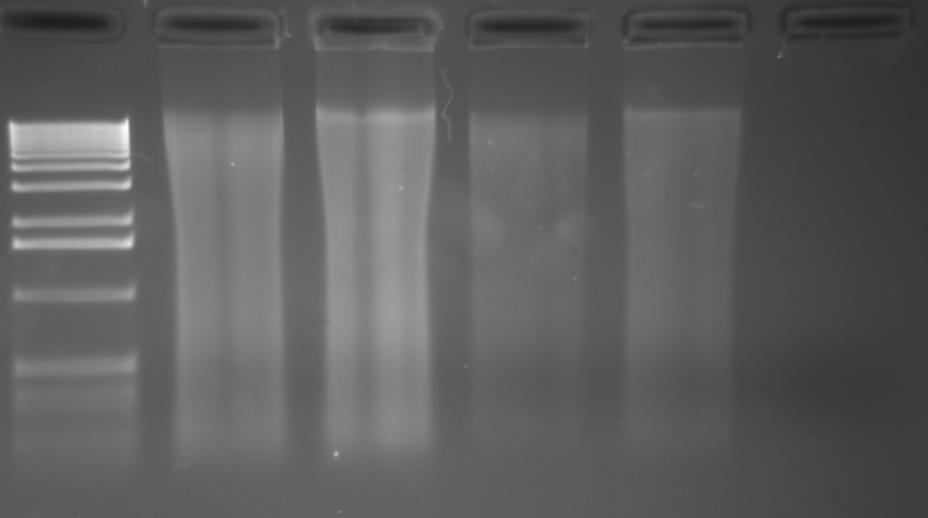 Obr.1 Izolace DNA Zleva doprava: 1 kb DNA Ladder 250 ng (Invitrogene); DNA izolovaná kitem pro izolaci rostlinné DNA po homogenizaci vzorku tekutým dusíkem (frakce 1); DNA izolovaná kitem pro izolaci