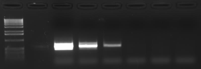 rostlinnou DNA přímo z dodaného vzorku; primer ITS1 a ITS4, izolace kitem pro bakteriální DNA přímo z dodaného vzorku; primer ITS1F a ITS4, izolace kitem pro rostlinnou DNA, s homogenizací tekutým