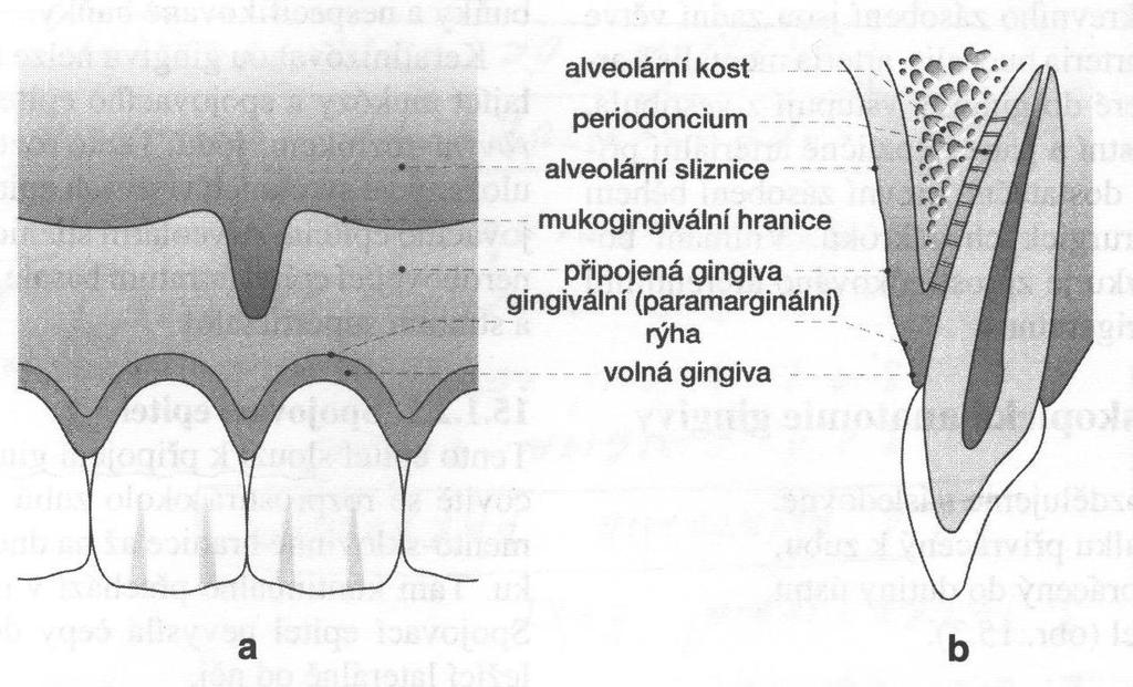 a- frontální pohled b- vertikální řez Obrázek 1: Makroskopická anatomie gingivy [Zdroj: 5]. 1.2.