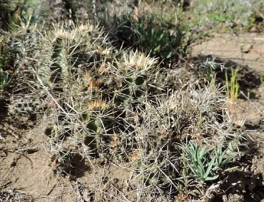 Austrocactus coxii, který je na titulní straně speciálu KAKTUSY 2015. nahoru však nelezeme, už jsme tam byli několikrát. Zastavujeme i na dalším místě, které je jen za kopcem (KL15-A051).
