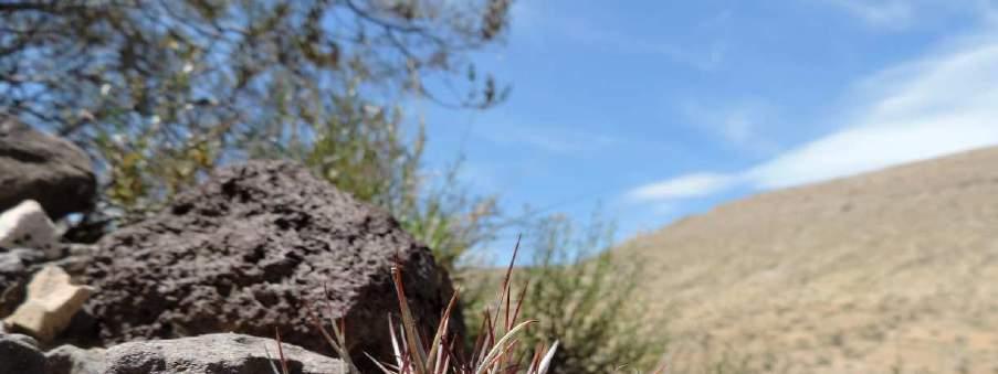 Austrocactus sp., PUENTE PICÚN LEUFÚ, KL15-A056 Neděle 15. 11. 2015 Vstáváme před 8.