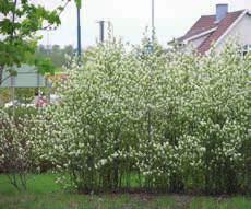 Pyrus communis