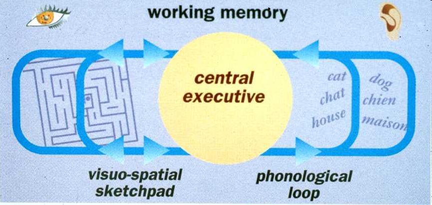 Pracovní paměť Baddeley a Hitch (1974) K