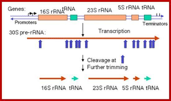 Ribotypizace Stejný princip jako MLVA Clostridium difficile U prokaryot geny pro16s ribosomalní RNA, 23S ribosomalní RNA, and 5S rrna jsou