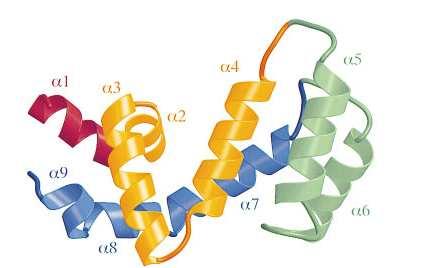 V animálním modelu používajícím PCP pak byl demonstrován pokles RGS4 exprese v neuronech PFC (Gu et al., 2007).