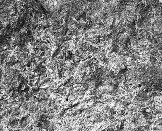 Jinde se naopak tyto vrstvy do - staly do hloubek, kdy vnitřní teplo Země způsobilo natavení hornin, změnu jejich mineralogického složení a s tím spojenou naprostou destrukci přítomného fosilního