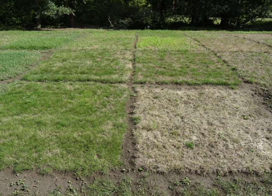 Možnosti využití herbicidů Pixxaro a Zypar v trávnících (předběžné
