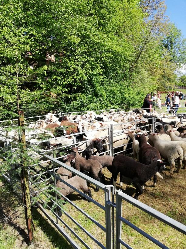 Včelařská soutěž Zlatá včela 2019 Vydařila se, díky pánu Bohu! Ve dnech 4.- 5. května 2019 v prostorách základní školy v Bystřici proběhl XXX. ročník včelařské soutěže "Zlatá včela 2019".
