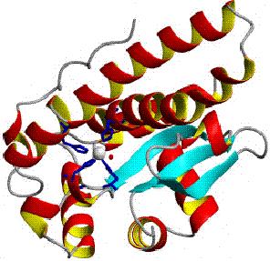 Obr. 2 Lidská mitochondriální MnSOD (Superoxide dismutase - Wikipedia, the free encyclopedia [online]) Inhibitorem tohoto enzymu je diethyldithiokarbamát (DDC) (Bumay et al. 2005, Matsumura et al.