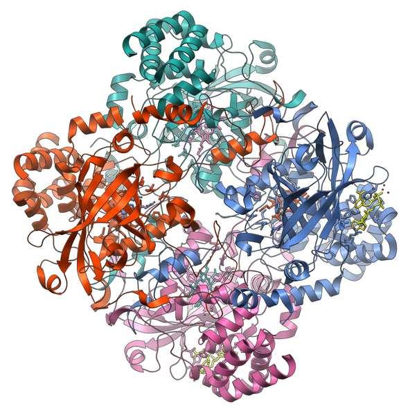 Obr. 4 Struktura enzymu katalasy (Catalase - Wikipedia, the free encyclopedia [online]) Mezi inhibitory katalasy patří 3-amino-1,2,4- triazol (AT) (Bayliak et al. 2008, Halliwell a Gutteridge 1999a).